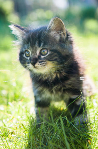 Fluffy cute kitten on nature stock photo