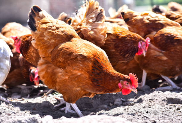 istock Chickens on traditional free range poultry farm 803409424