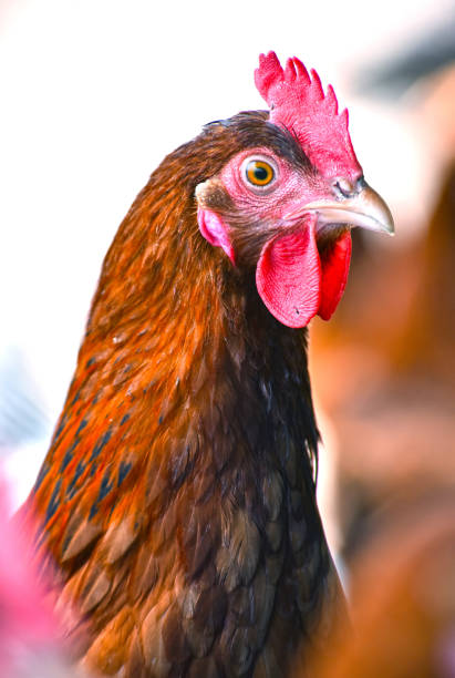 istock Chickens on traditional free range poultry farm 803409630