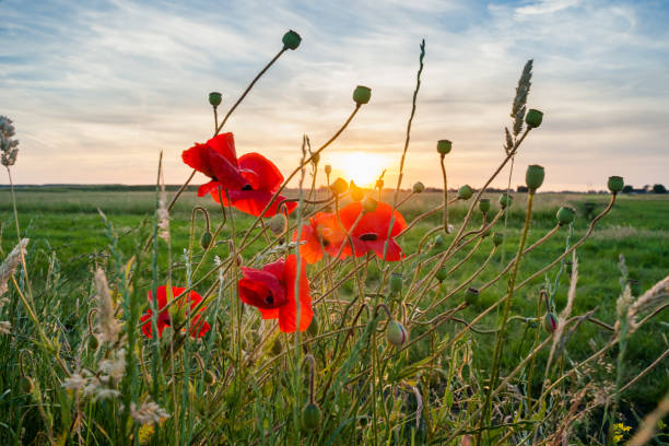 istock A field of red blooming poppies against the setting sun. 803409738