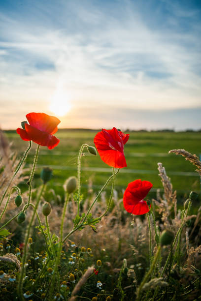 un campo di papaveri rossi in fiore contro il sole al tramonto. - plant poppy oriental poppy green foto e immagini stock