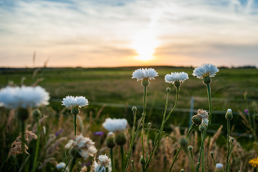 White field flowers or cornflowers between the high grass of the roadside. An atmospheric scene with evening light during a summer evening
