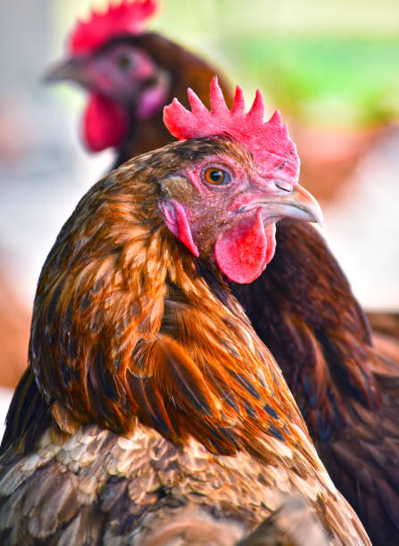 istock Chickens on traditional free range poultry farm 803412422