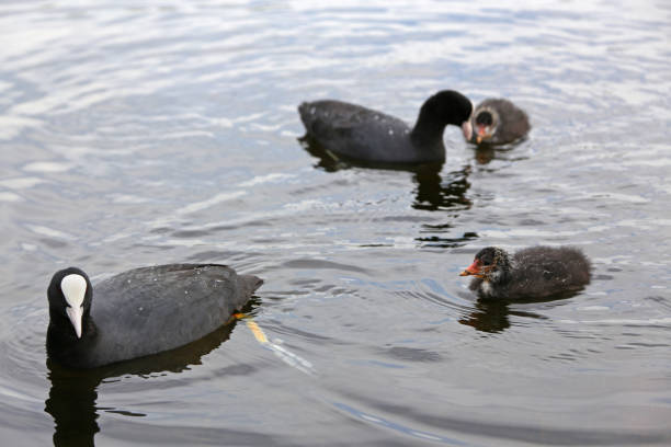 istock Eurasian Coot (Fulica atra) with a newborn chicks 803415056