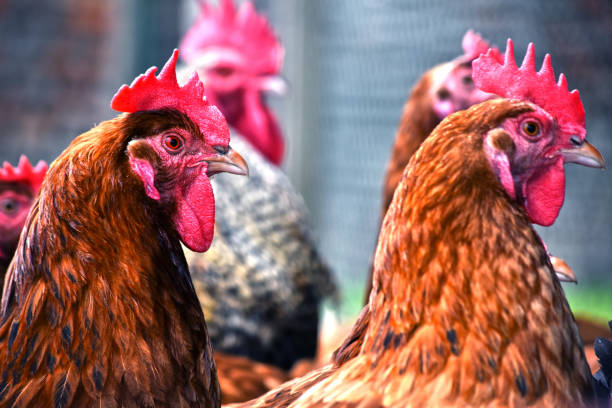 istock Chickens on traditional free range poultry farm 803415108