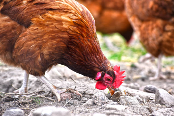 istock Chickens on traditional free range poultry farm 803415234