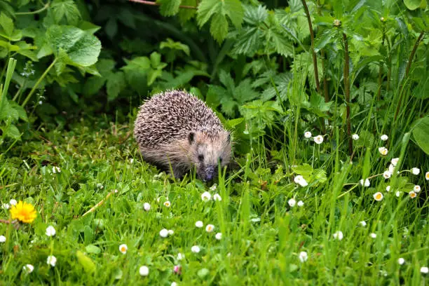 Photo of Hedgehog