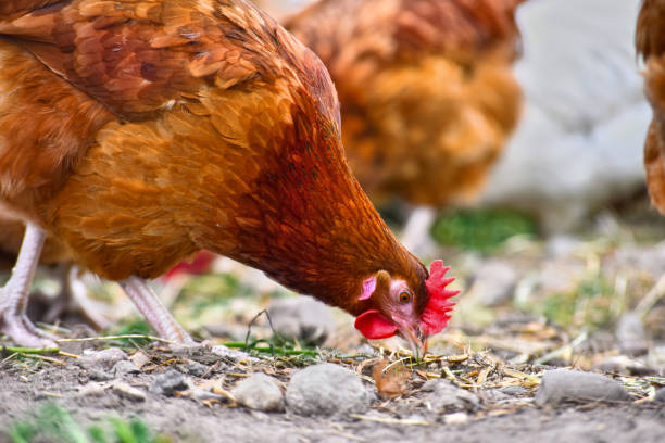 istock Chickens on traditional free range poultry farm 803415770