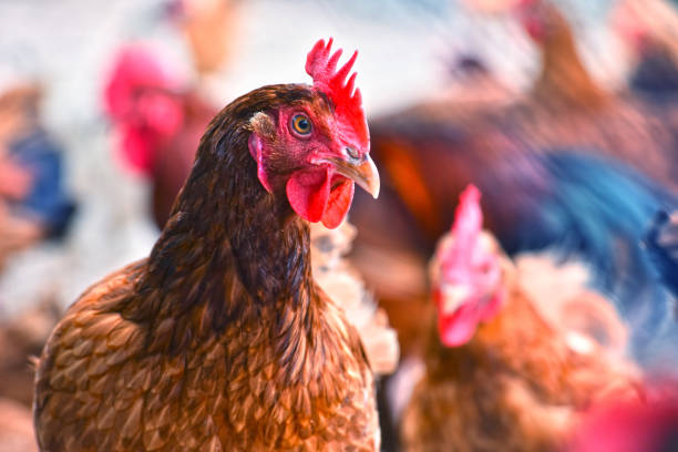 istock Chickens on traditional free range poultry farm 803420138