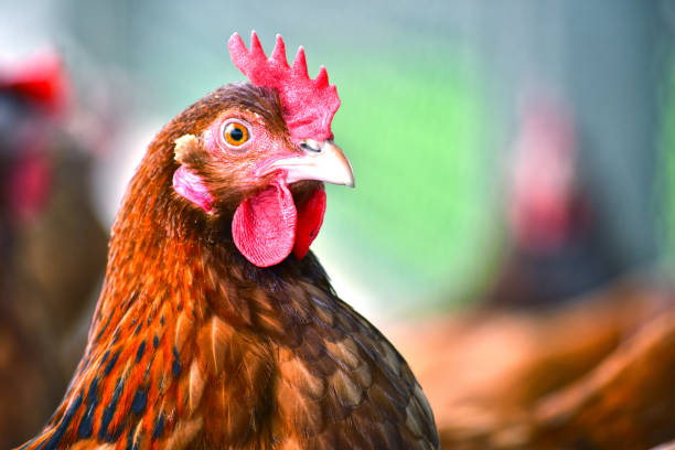 istock Chickens on traditional free range poultry farm 803420392