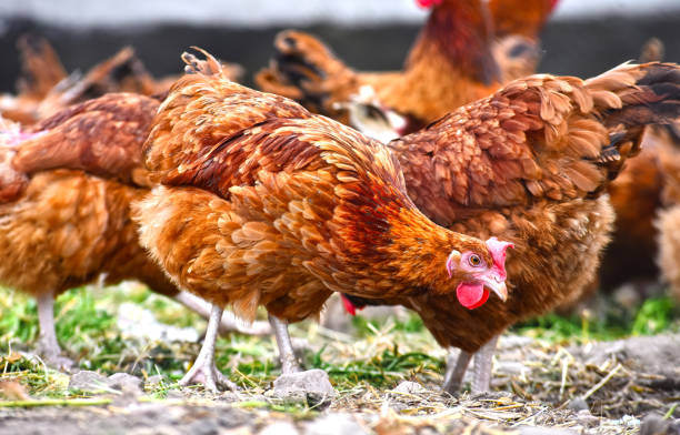 istock Chickens on traditional free range poultry farm 803425066