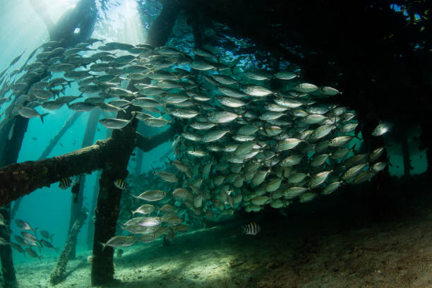 istock Schooling Scad Under Pier in Raja Ampat 803429534