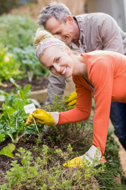 istock Cute couple doing some gardening 803429702