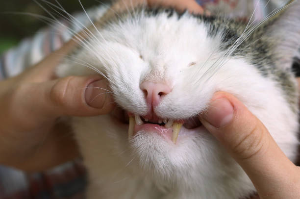 istock close up photo of cat teeth 803429918