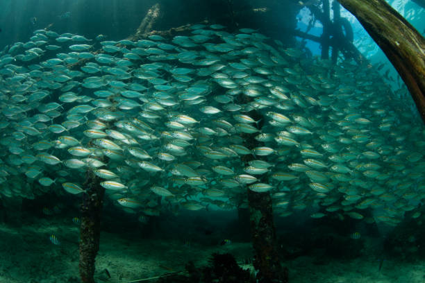 istock School of Fish Under Pier 803432236