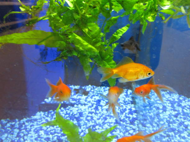 istock Life in a Fish Bowl 803432824