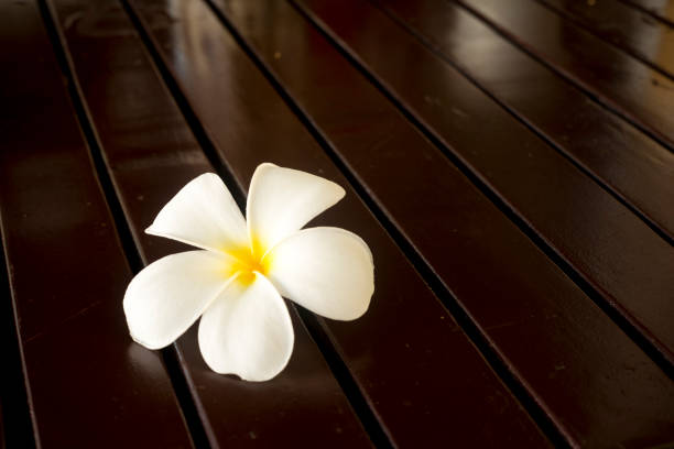 istock Tropical flowers frangipani on wood 803442244
