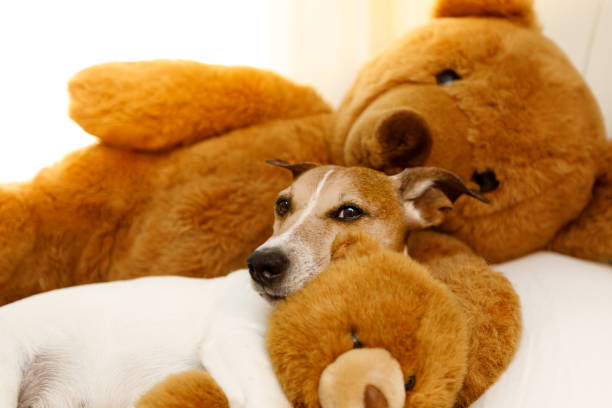 istock cozy  dog in bed with teddy bear 803442470