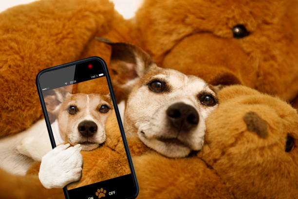 istock cozy  dog in bed with teddy bear 803442514