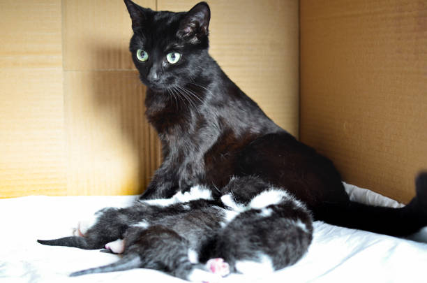 black cat and kittens stock photo