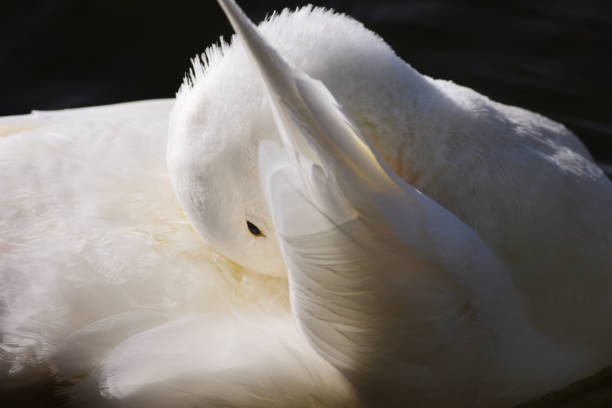 istock White Duck Anas platyrhynchos Preening Feathers 803445162