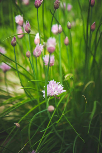 istock Healthy Chives Growing In The Garden 803445172