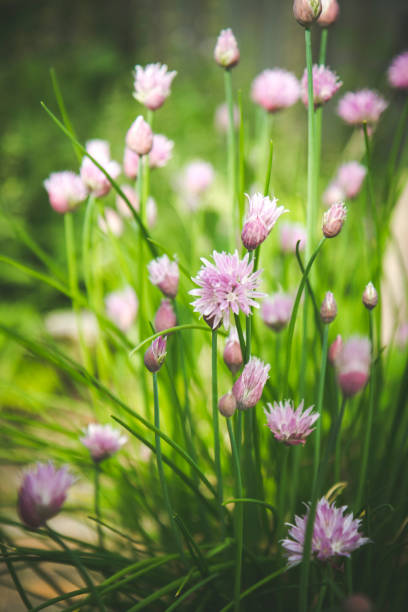 istock Healthy Chives Growing In The Garden 803445174