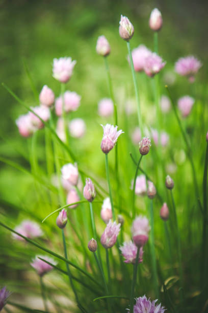 istock Healthy Chives Growing In The Garden 803445180