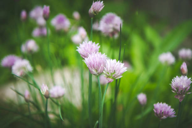 istock Healthy Chives Growing In The Garden 803445198