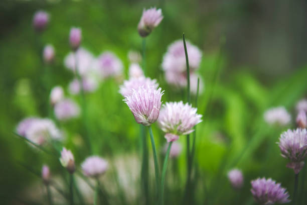 istock Healthy Chives Growing In The Garden 803445210