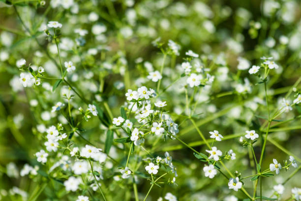 istock Tiny White Baby's Breath Flowers Plants Growing In The Garden 803451590