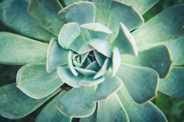 istock Close-up Of A Succulent Plant 803451790