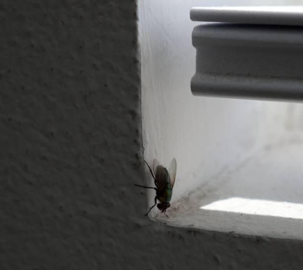 istock A Housefly Near My Window 803456774