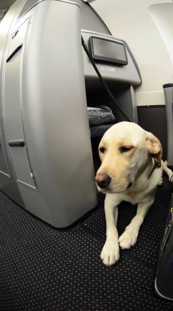 istock Service Dog on an airplane 803469182