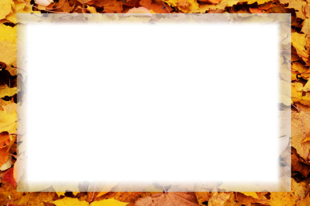 istock autumn leaves card banner with white empty space photo. 803477000