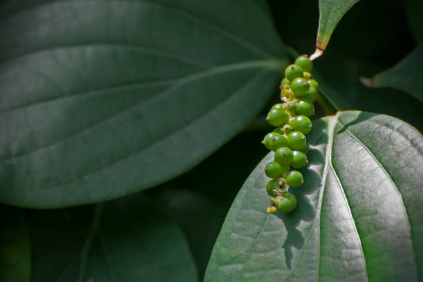 Close up of unripe drupe of black pepper, Piper nigrum.
