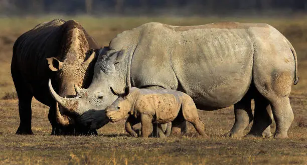 Rhino with Baby
