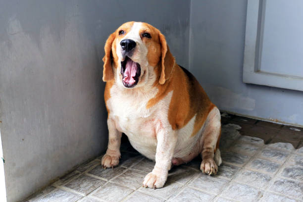 matières grasses bâillement beagle - animal fat photos et images de collection