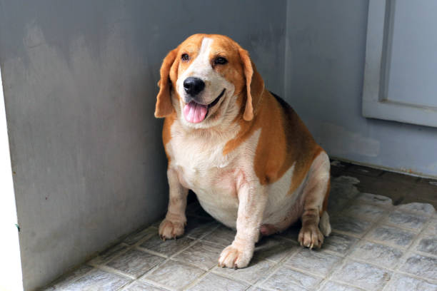 beagle grasa - perros gordos fotografías e imágenes de stock