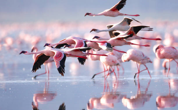 flamingoes - tropenvogel stock-fotos und bilder