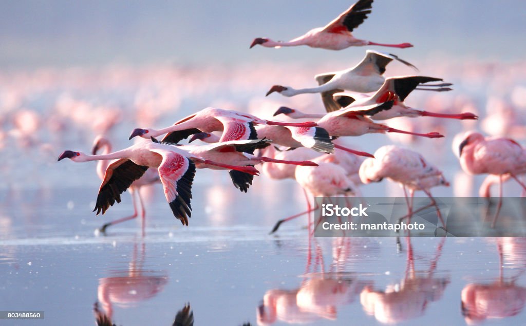 Flamants roses - Photo de Flamant libre de droits