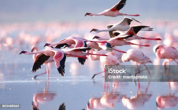 Photo libre de droit de Flamants Roses banque d'images et plus d'images libres de droit de Flamant - Flamant, Faune, Voler