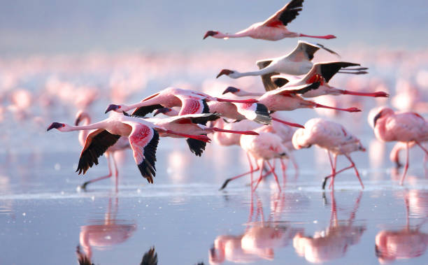 Flamingos Flamingos tropical bird stock pictures, royalty-free photos & images