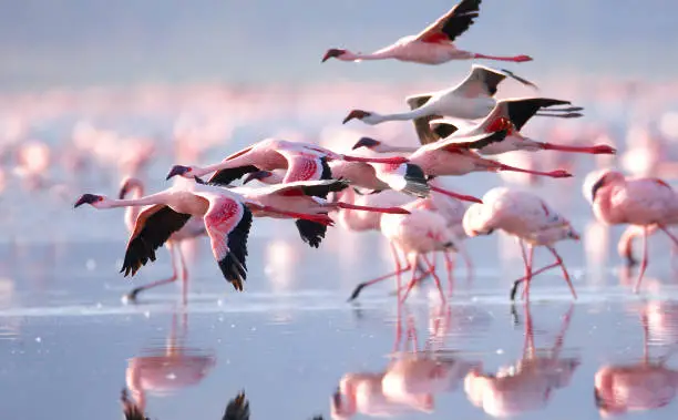 Photo of Flamingos