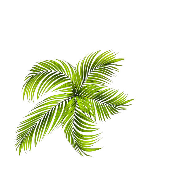 istock Green leaf of palm tree on white background 803491610