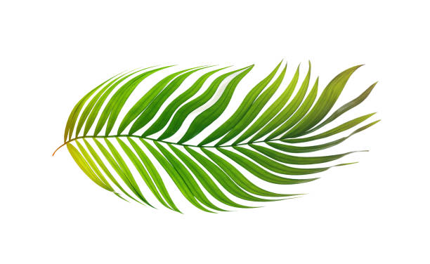 istock Green leaves of palm tree on white background 803491684
