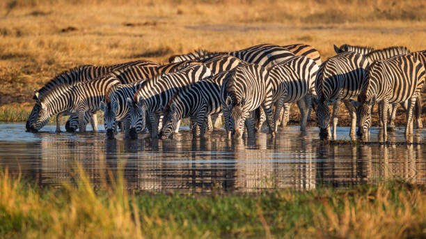 zebre in natura - repubblica del botswana foto e immagini stock