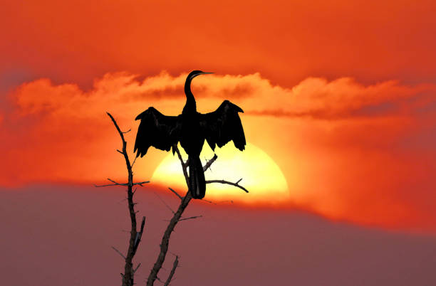 istock African Darter  drying wings at sunset, Botswana 803494190