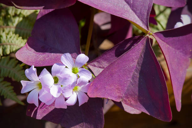 flowers and leaves of purple shamrock, Oxalis triangularis Close up of flowers and leaves of purple shamrock, Oxalis triangularis. oxalis triangularis stock pictures, royalty-free photos & images