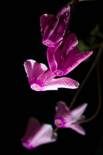 istock Pink cyclamen flowers 803497300
